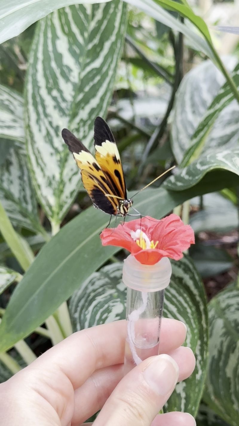 When a Butterfly Chooses Your Shoulder