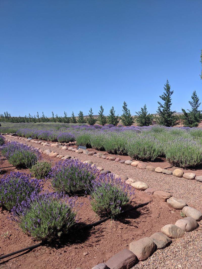 When the Fields Blush Their Deepest Violet