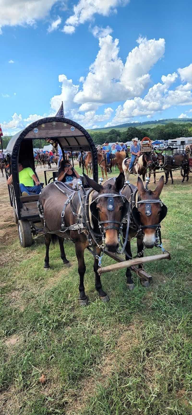 Where Chuckwagons Thunder Past The Grandstands