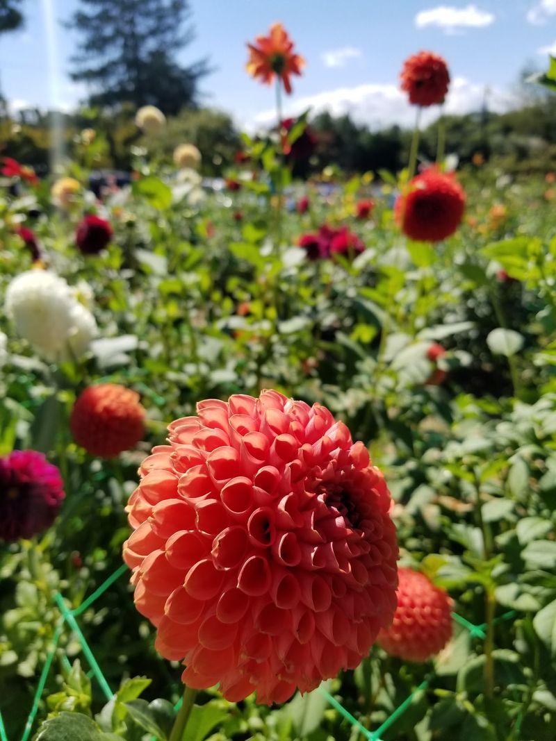 Where Color Goes Absolutely Wild