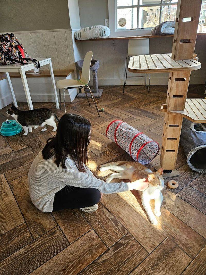 The Story Behind the Catfe Concept