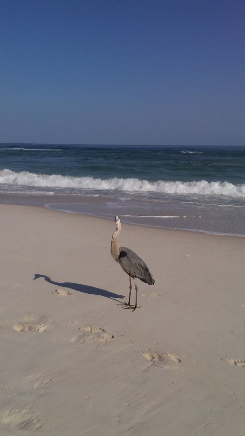Where Dolphins Dance And Pelicans Rule The Sky Where Dolphins Dance And Pelicans Rule The Sky