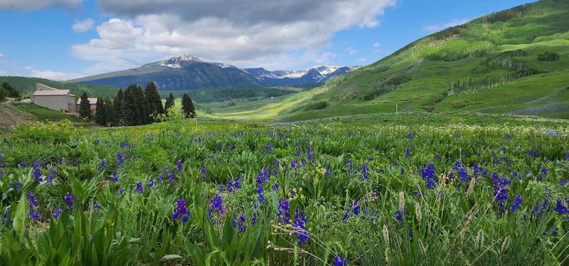 The Wildflower Season That Rewrites Your Plans