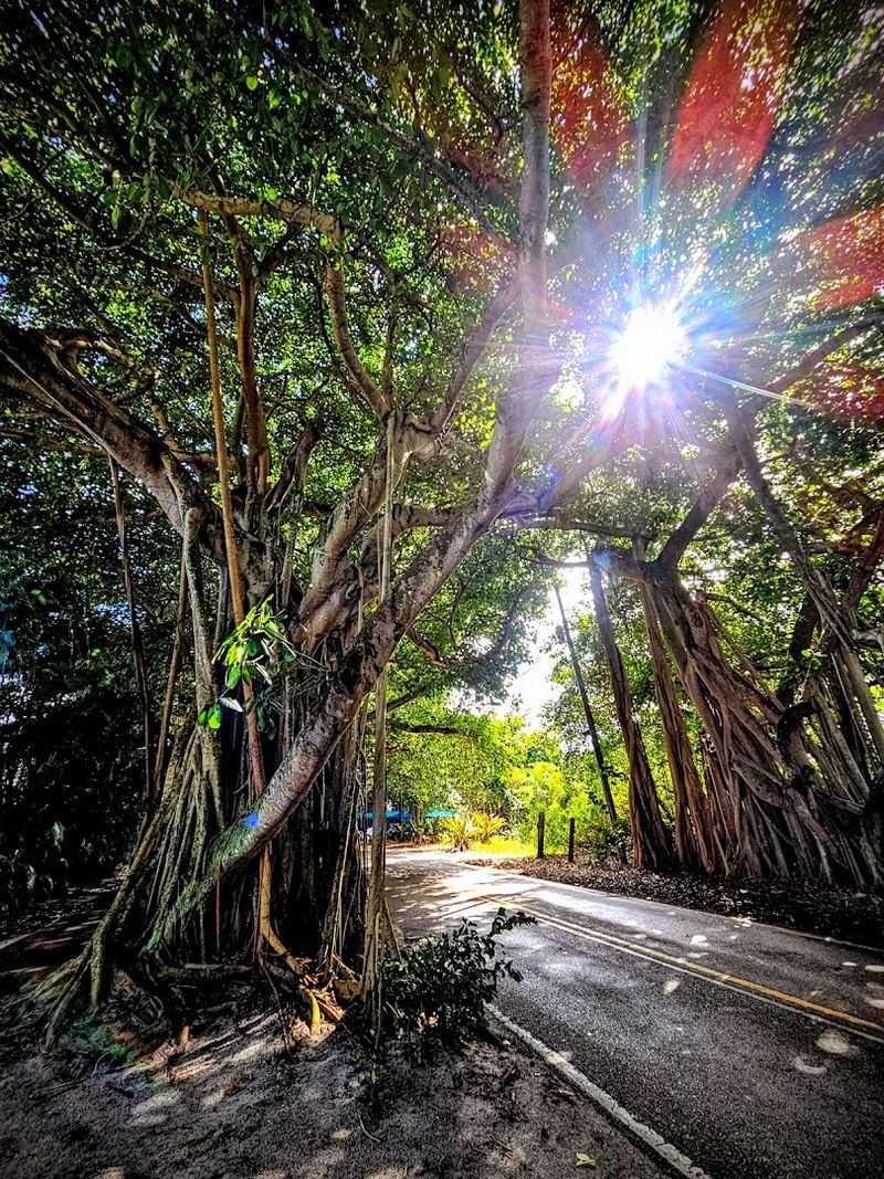 The Trees That Make The Magic Happen