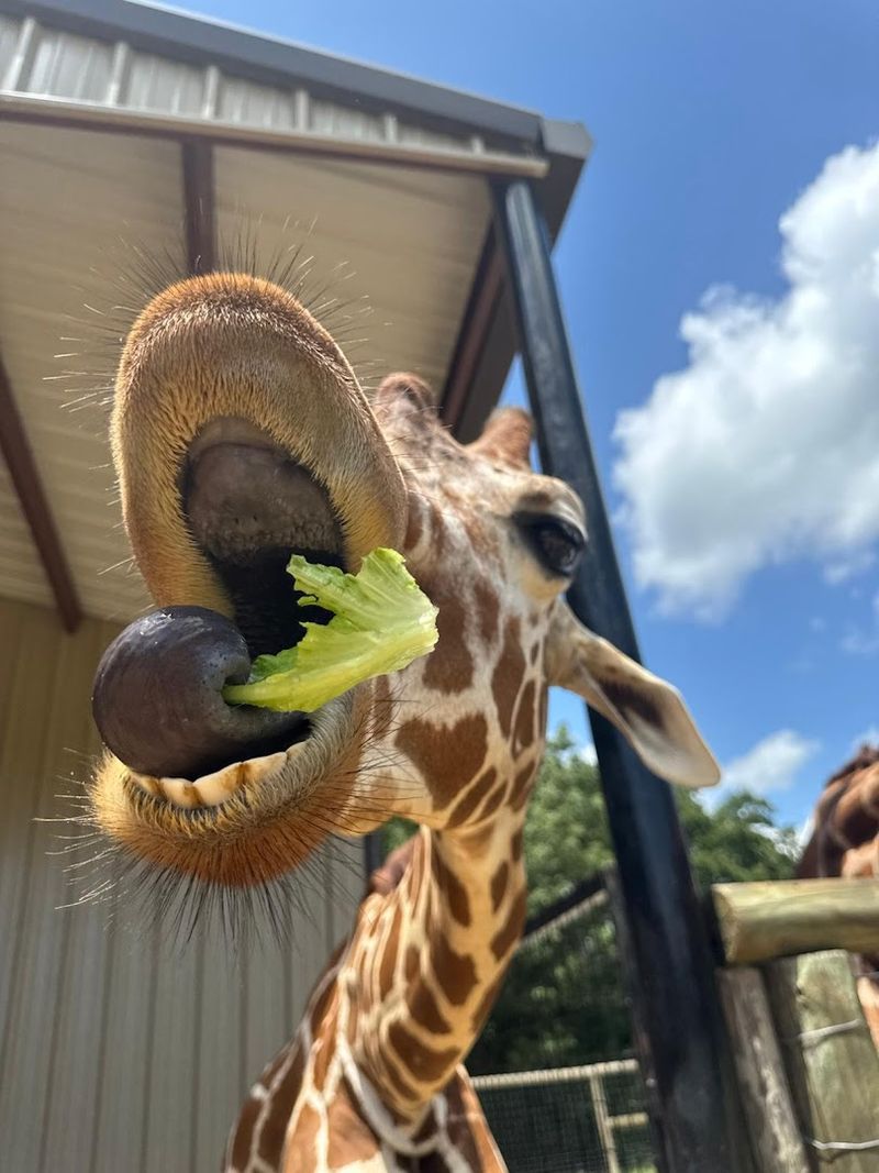 Giraffes Up Close And Absolutely Magnificent