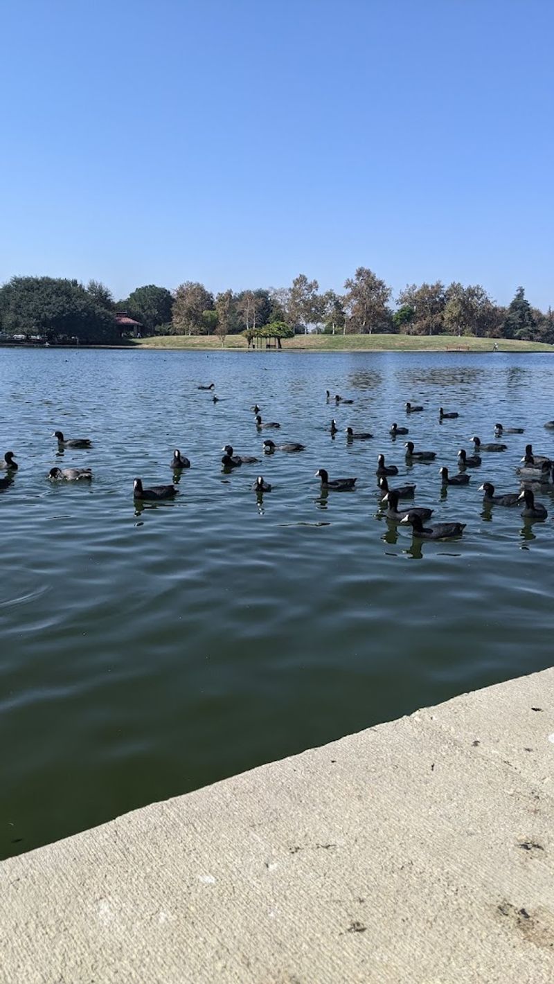 Swimming In Lake Balboa Felt Like A Scene From A Dream