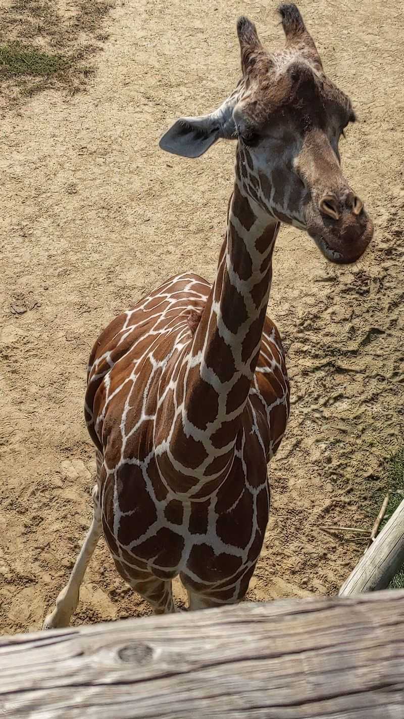 Where Gentle Giants Come To Greet You
