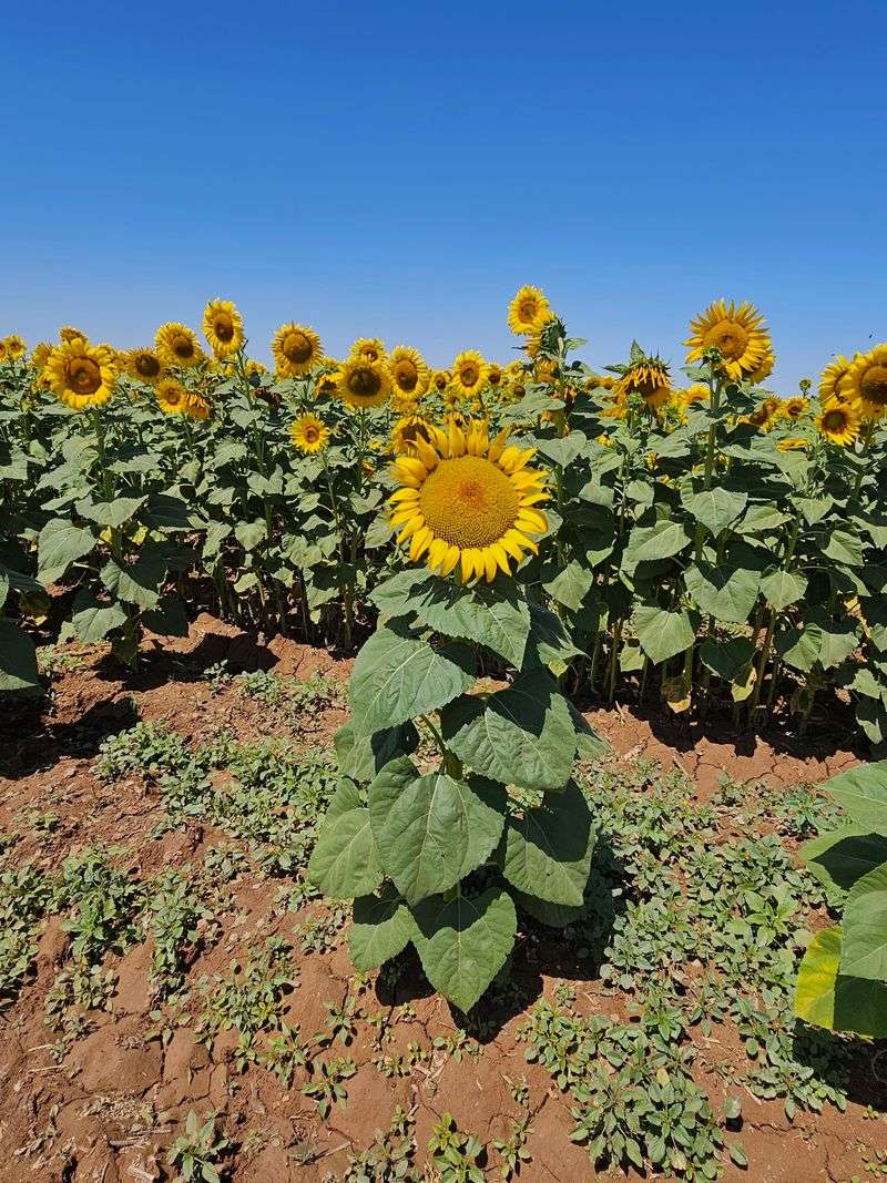Where Golden Blooms Meet Desert Dust
