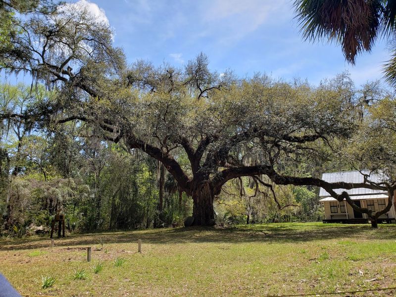 Where Gullah Roots Run Deep