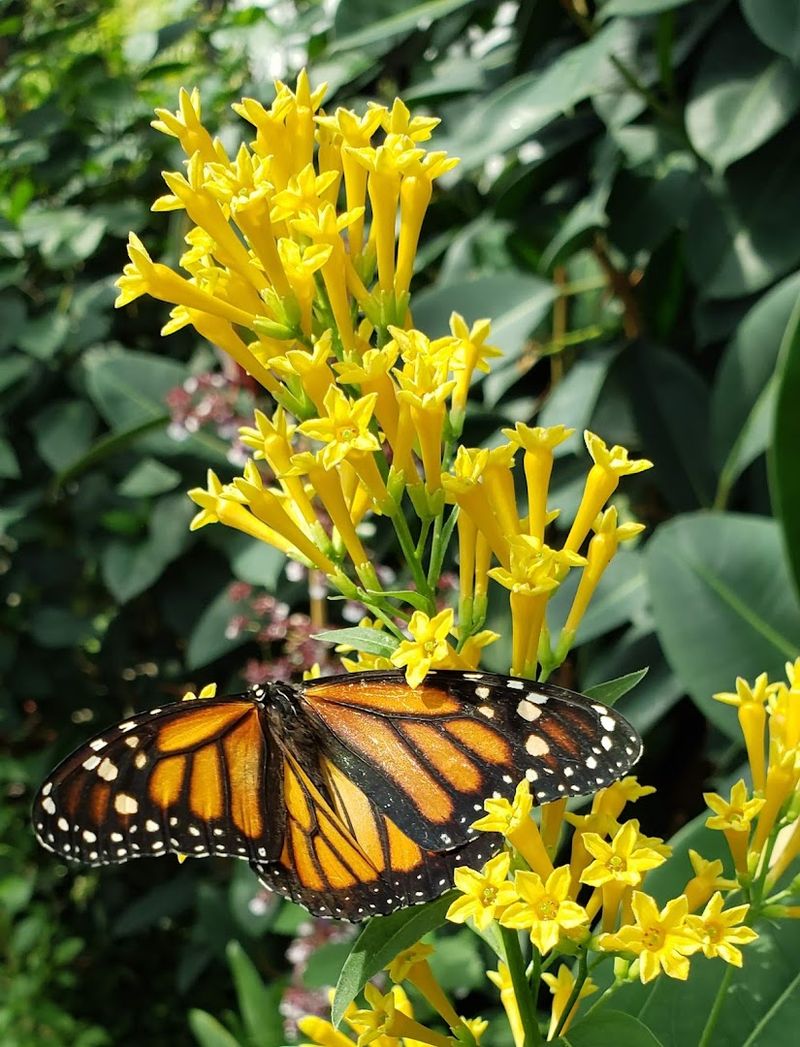 The Butterfly Pavilion Makes It a Double Win