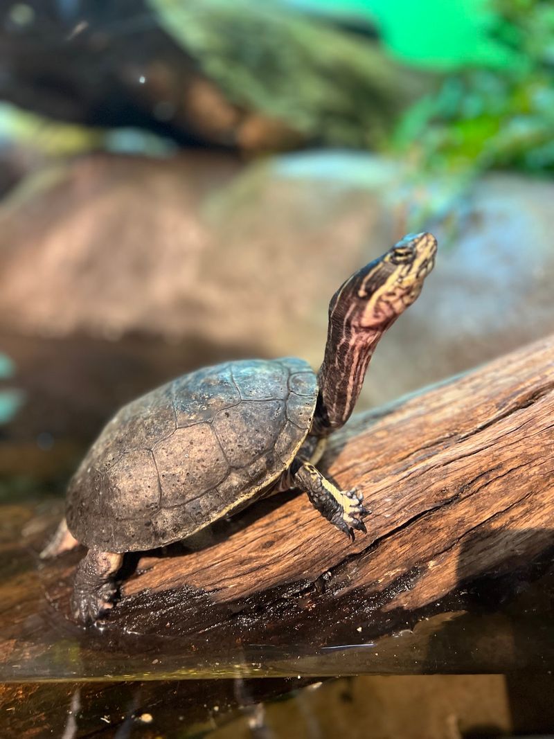 Where Injured Sea Turtles Get A Second Chance