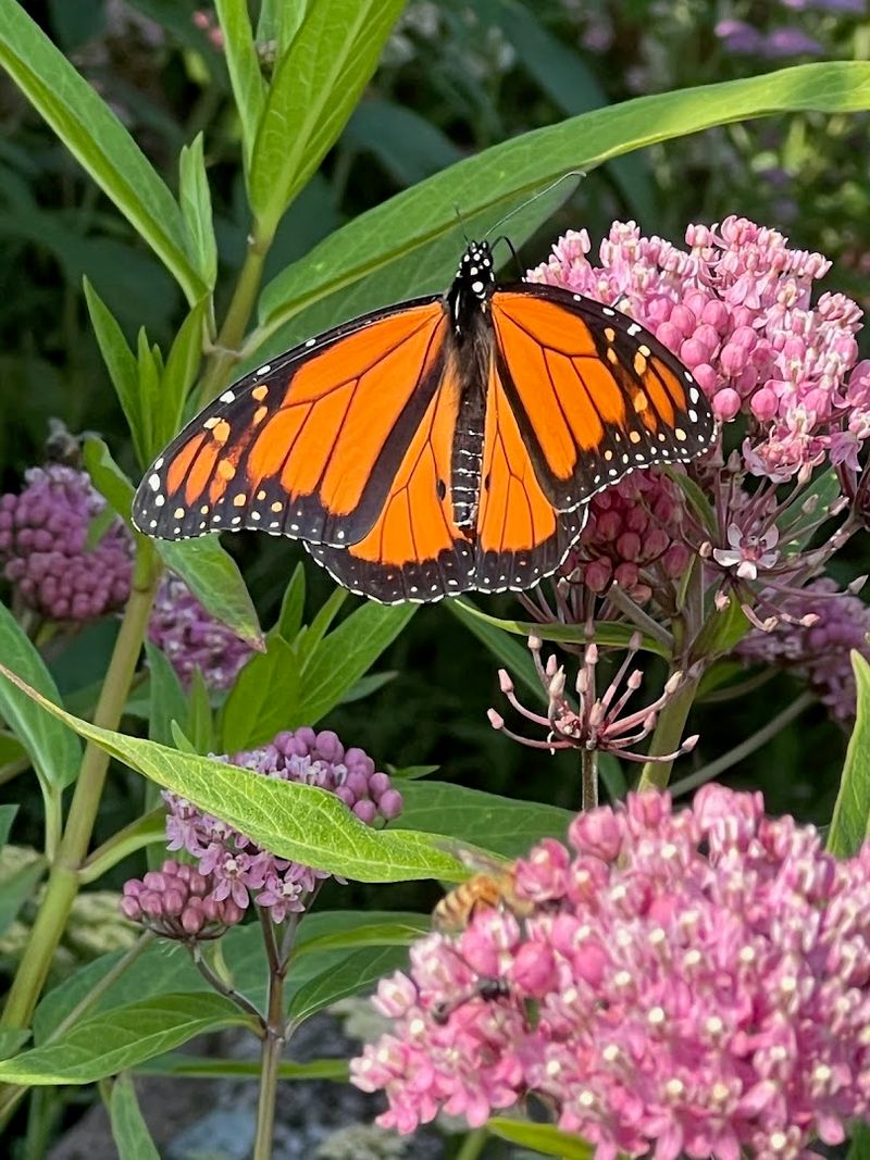 Where Monarchs Gather