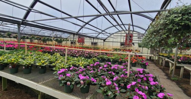 Where North Carolinians Go When They Want Their Houseplant Fix