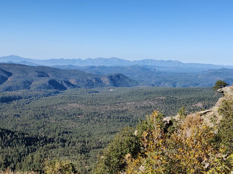 Where The Bugling Begins In Arizona's High Country