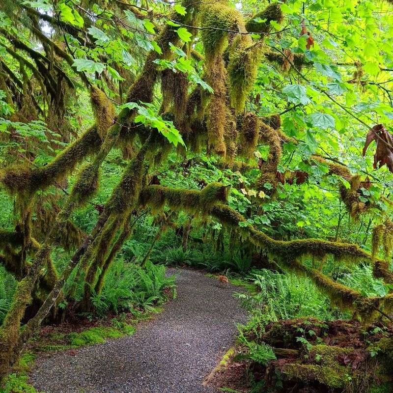 Where The Cascades Meet An Ancient Forest Where The Cascades Meet An Ancient Forest