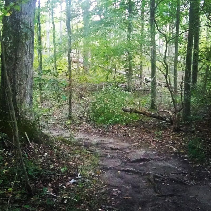 Where The Forest Gets Intimate