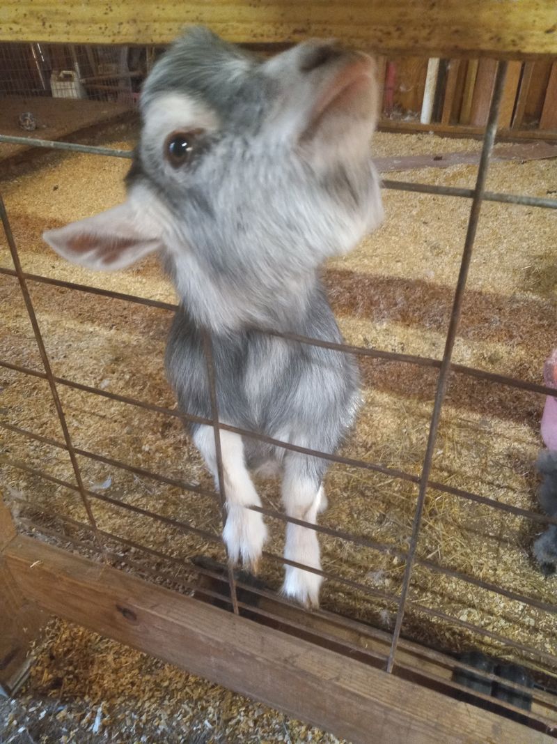 Where The Goats Lead The Way Where The Goats Lead The Way