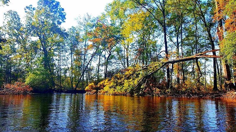 Where The River Meets The Sea: The ACE Basin
