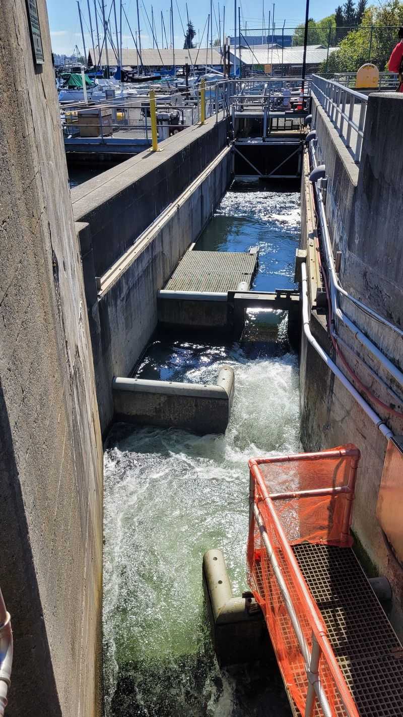 Where The Salmon Climb Their Staircase