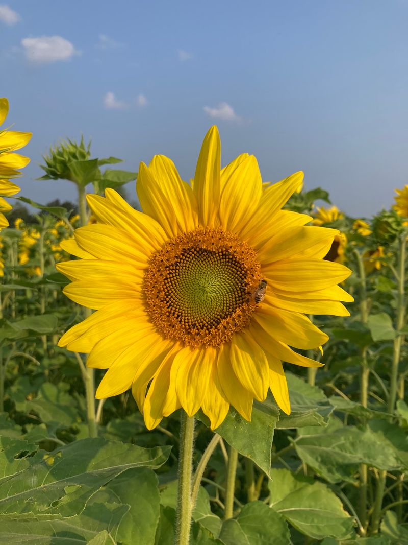 Where The Sunflowers Reign Supreme
