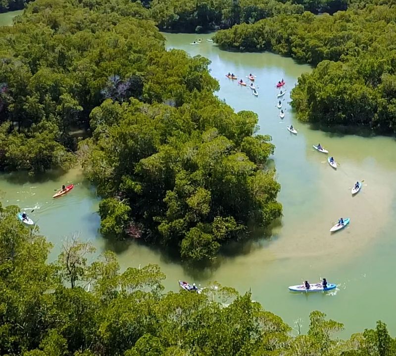 What A Mangrove Tunnel Actually Is