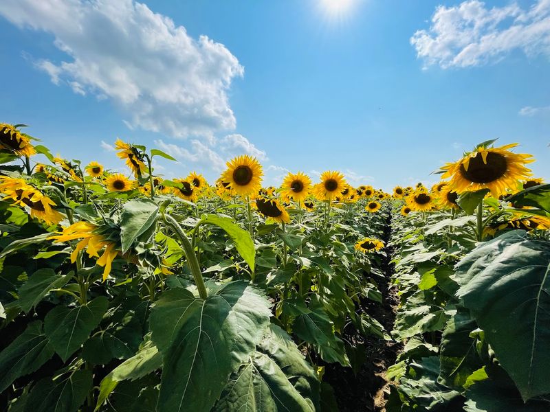 Sunflower Season Peaks In Midsummer