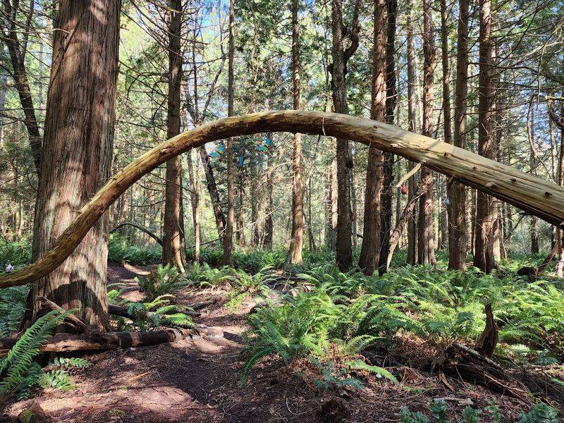 Where This Woodland Wonder Hides