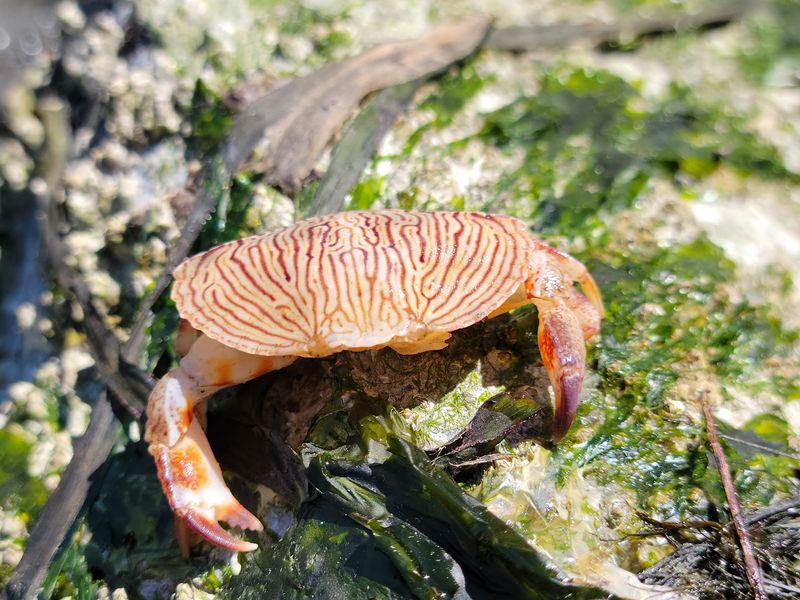 Where Tide Pools Come to Life Where Tide Pools Come to Life