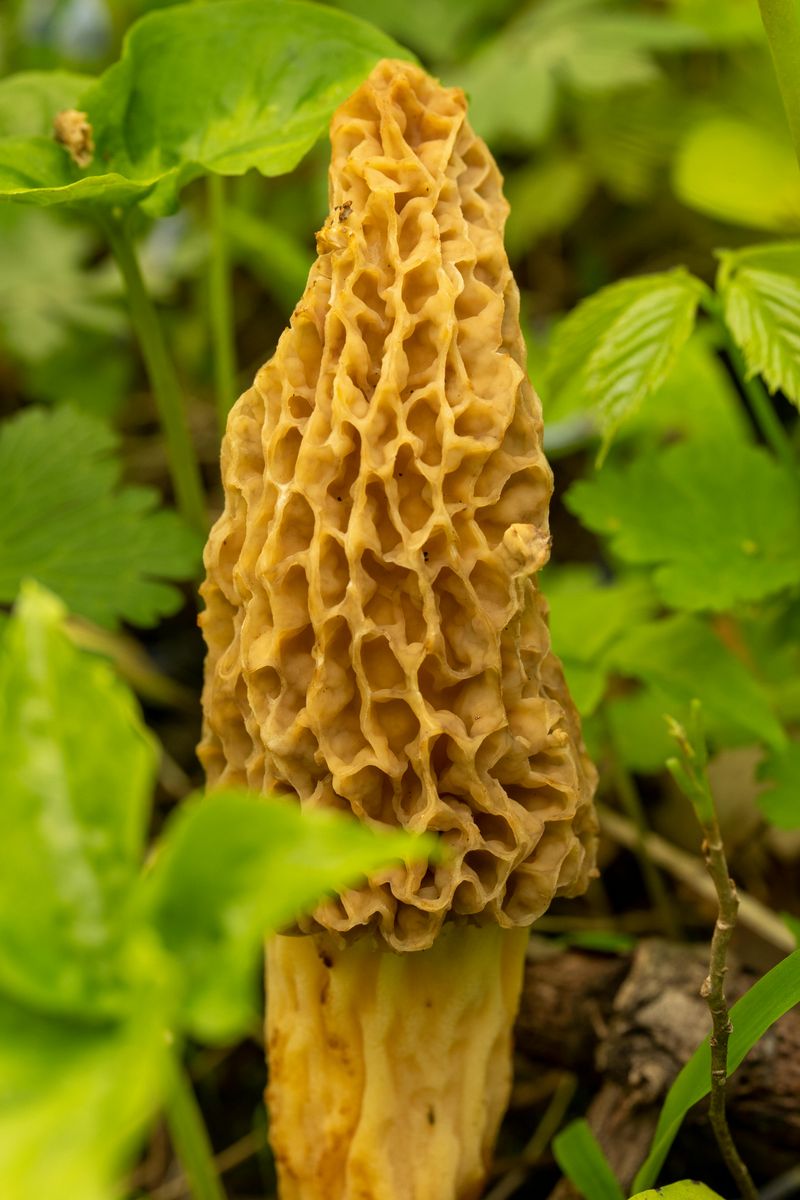 Identifying True Morel Mushrooms Safely