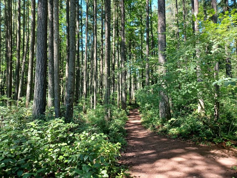 Where To Find The Trail In Maple Valley