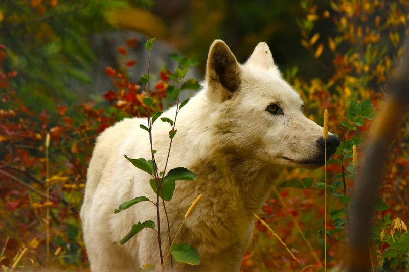 Where To Find This Wolf Haven Near Puget Sound