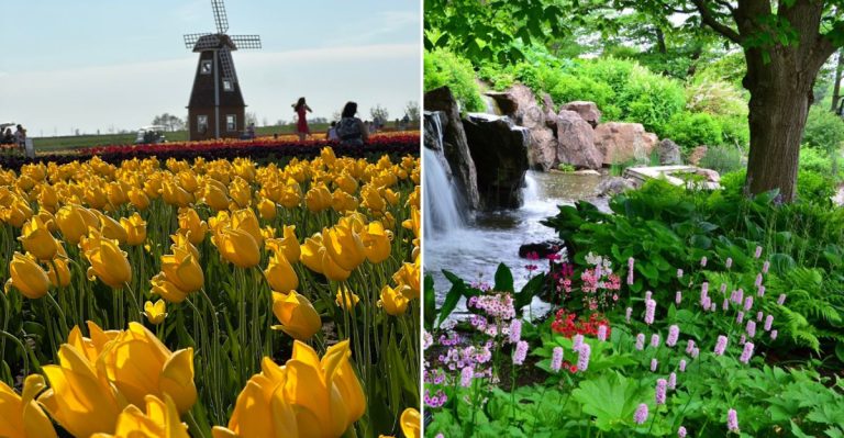Where To See The Best Blooms In Illinois In 2026 (Full Festival Guide)