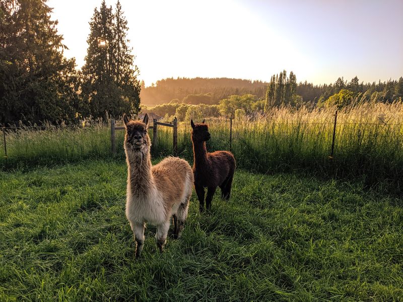 Where Whidbey Island Keeps Its Kindest Secret Where Whidbey Island Keeps Its Kindest Secret