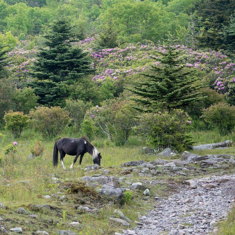 Where Wild Ponies Roam Free