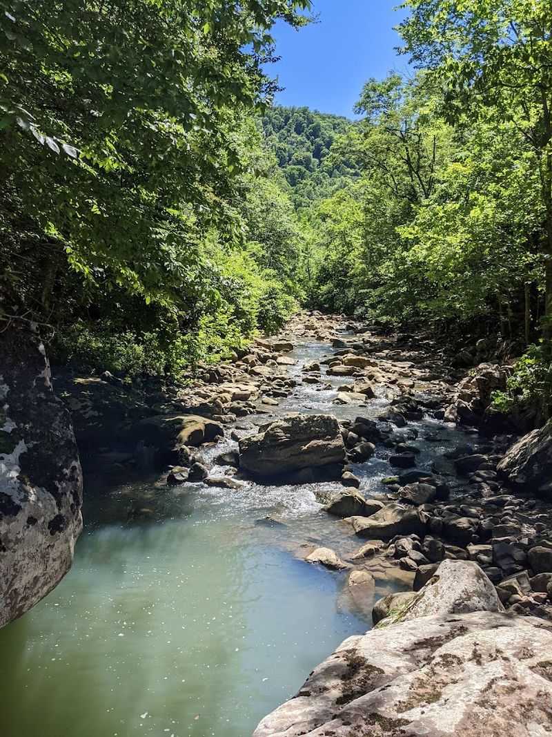 High-Flying Thrills Above The Treetops
