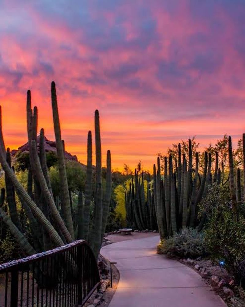 Where the Desert Comes Alive in Papago Park Where the Desert Comes Alive in Papago Park