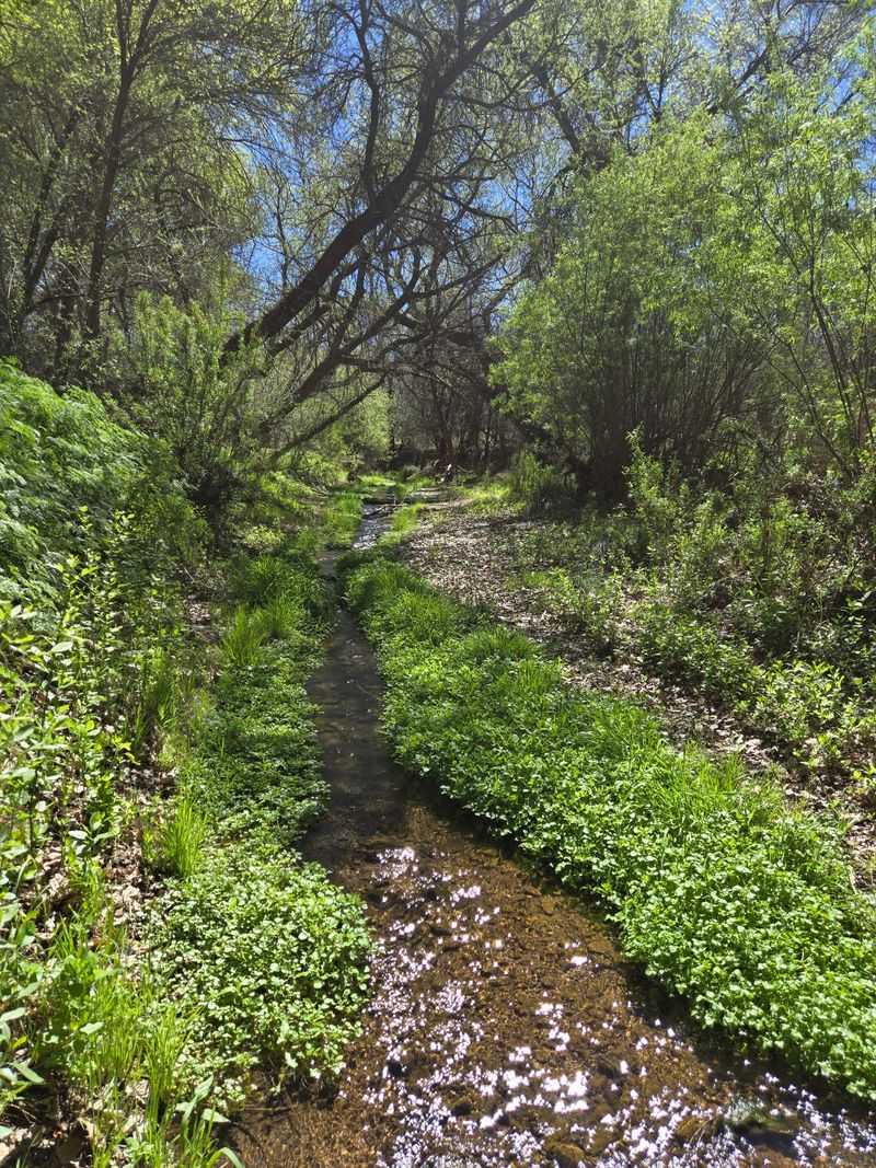 Where the Green Hides in Southern Arizona