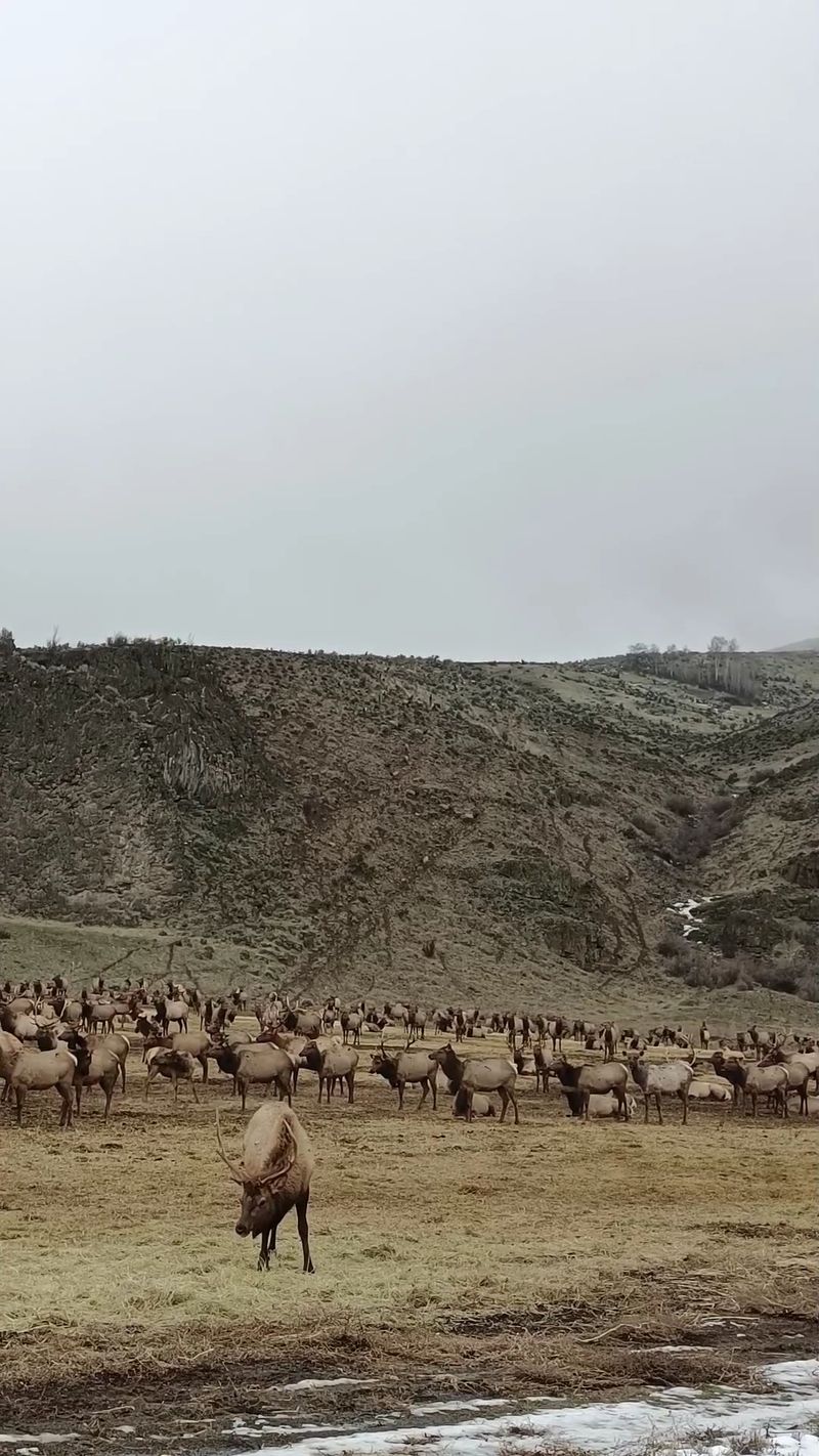 Where the Herds Come Down Near Naches
