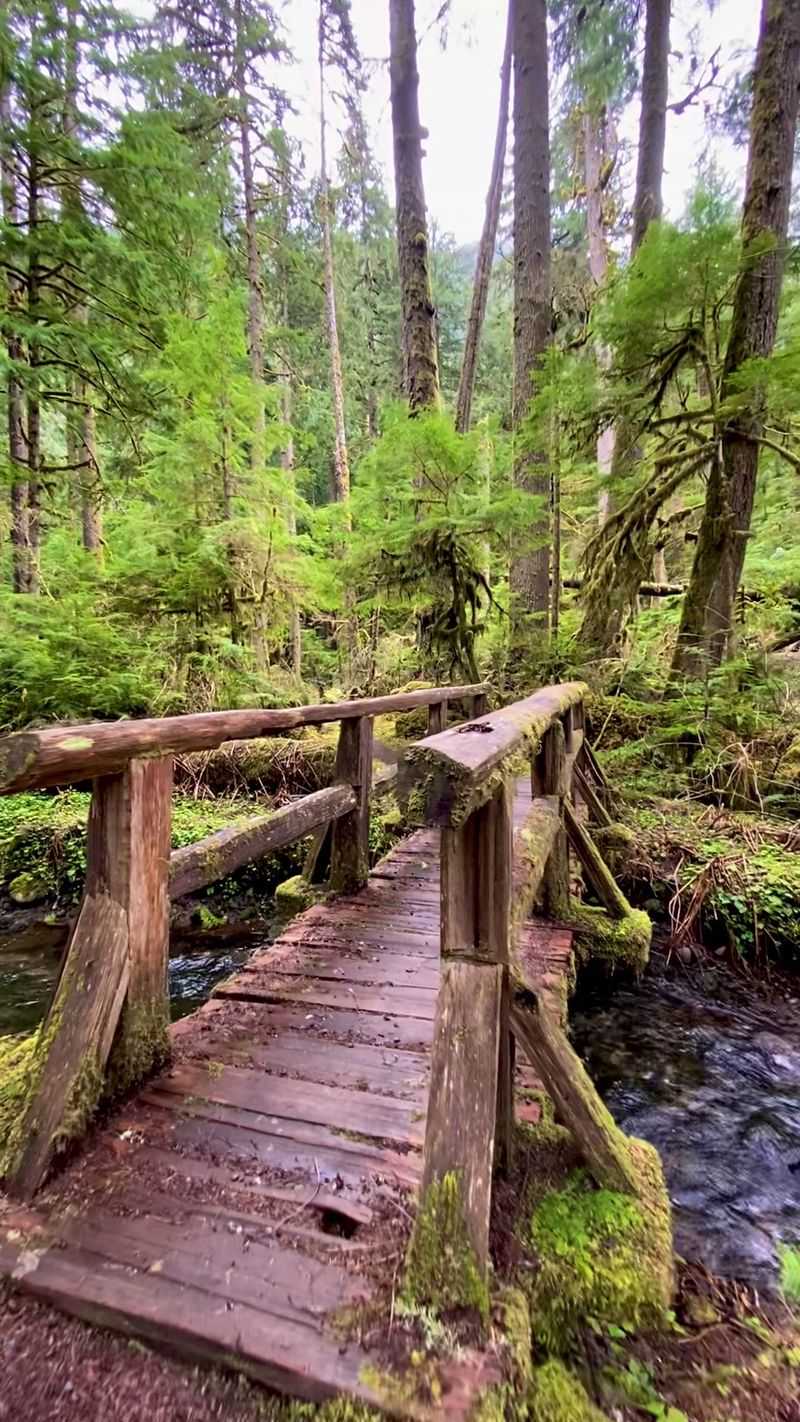 Where the Road Ends and the Forest Begins