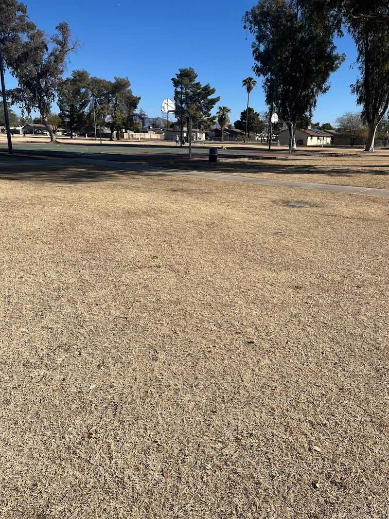 The Mysterious Black Cat Of Jefferson Park