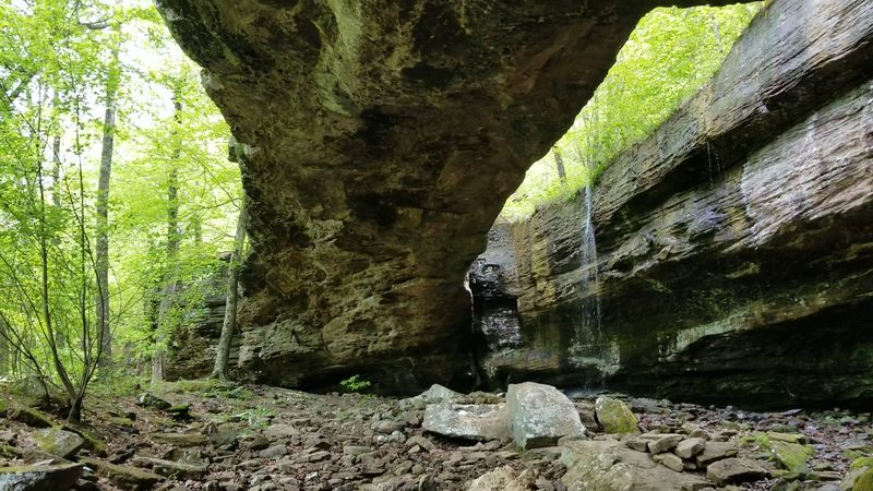 Alum Cove Natural Bridge Trail, Deer