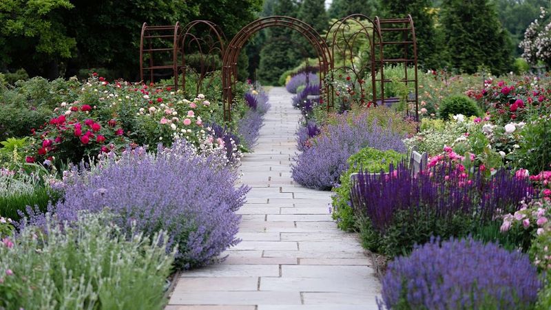 White Flower Farm