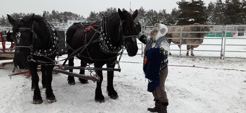 Triple D Ranch And Rodeo Bulls, Roscommon