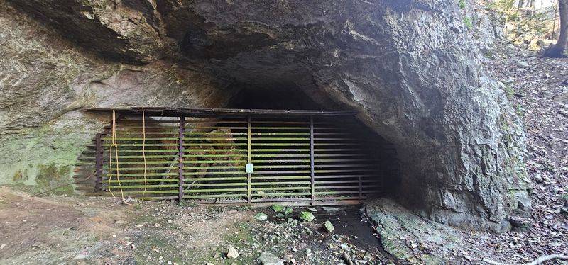 White-Nose Syndrome And Why Conservation Matters Here