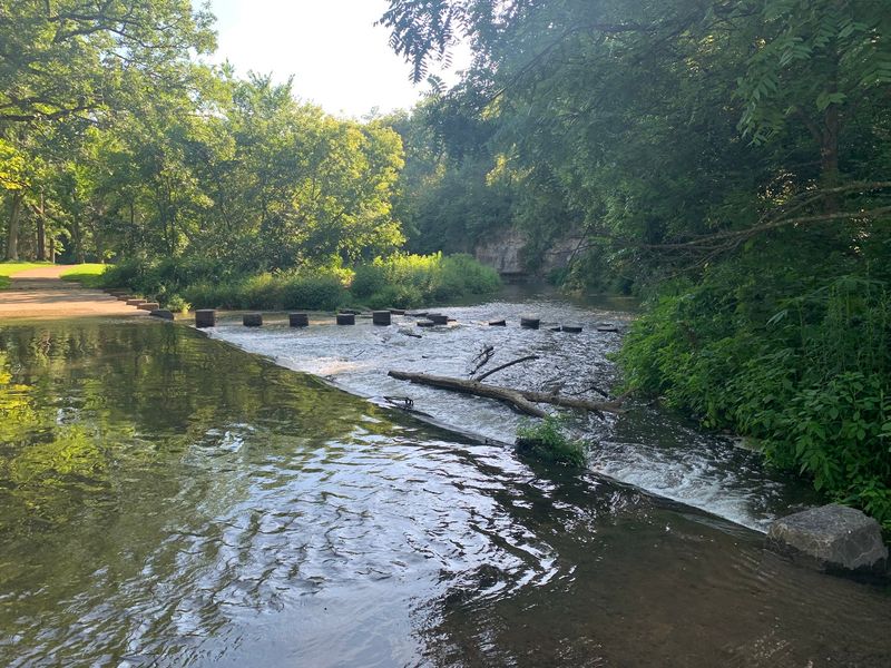 White Pines And The Creek That Runs Through It White Pines And The Creek That Runs Through It