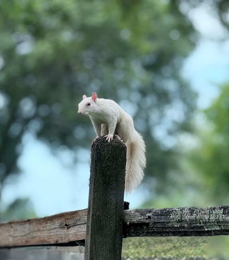 White Squirrel Festival