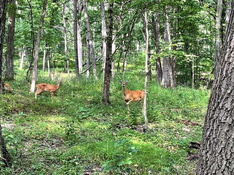 White-Tailed Deer And Plenty Of Woodland Neighbors
