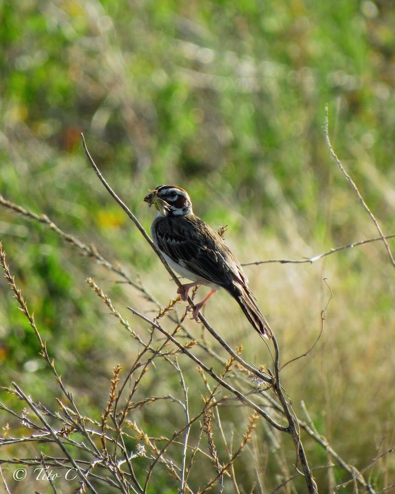 The Birdwatching Scene Is Quietly Excellent