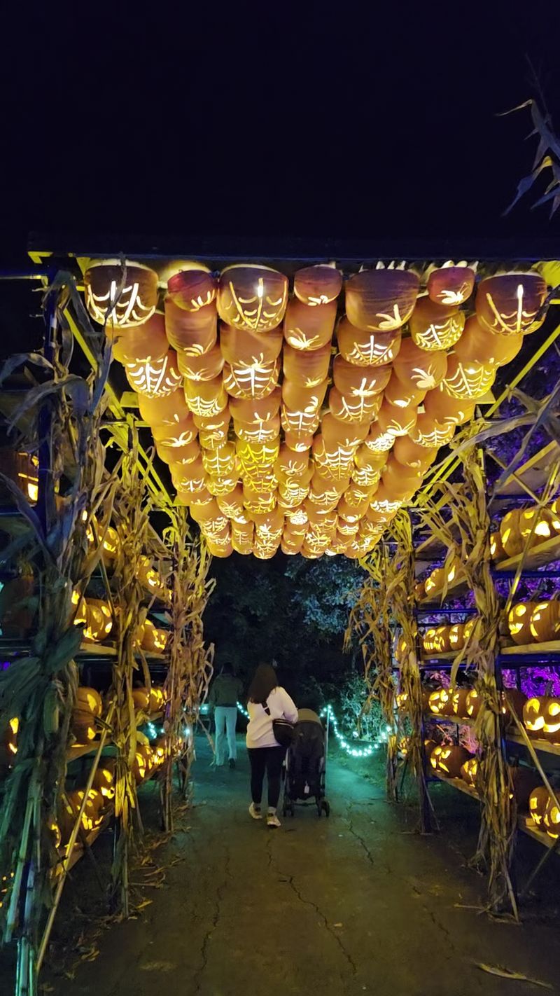 Who Will Love The Glowing Trail Most