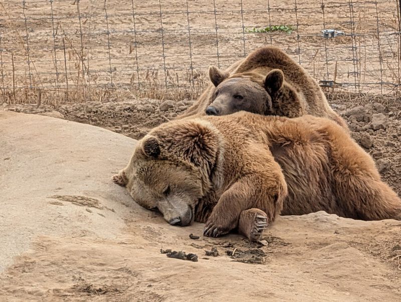 A Sanctuary Built for Animals First, Visitors Second